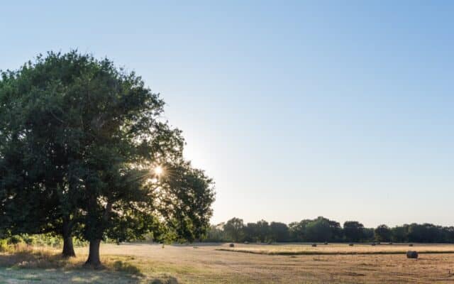 barthes arbre foin