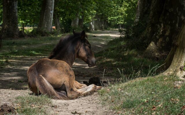 cheval couché