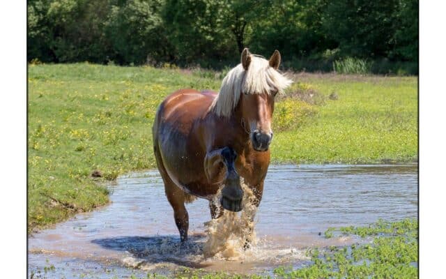 cheval eau