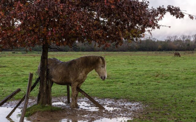 chevaux barthes