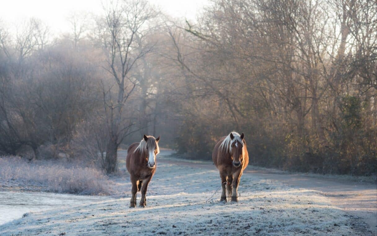 chevaux hiver
