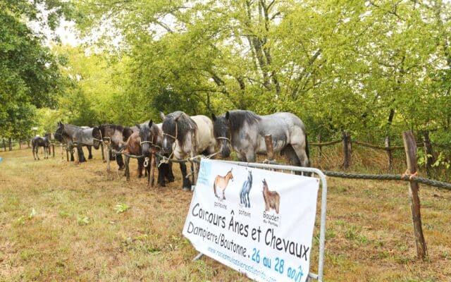 concours de chevaux